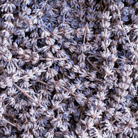 Lavanda Poreč